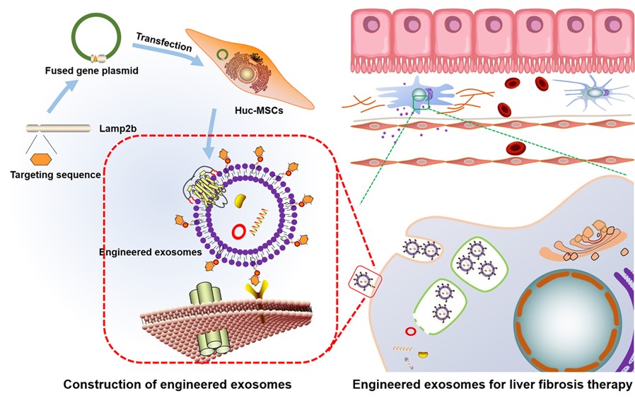 Fig. 1 Liver-targeted exosome engineering. (Lin, et al., 2022)