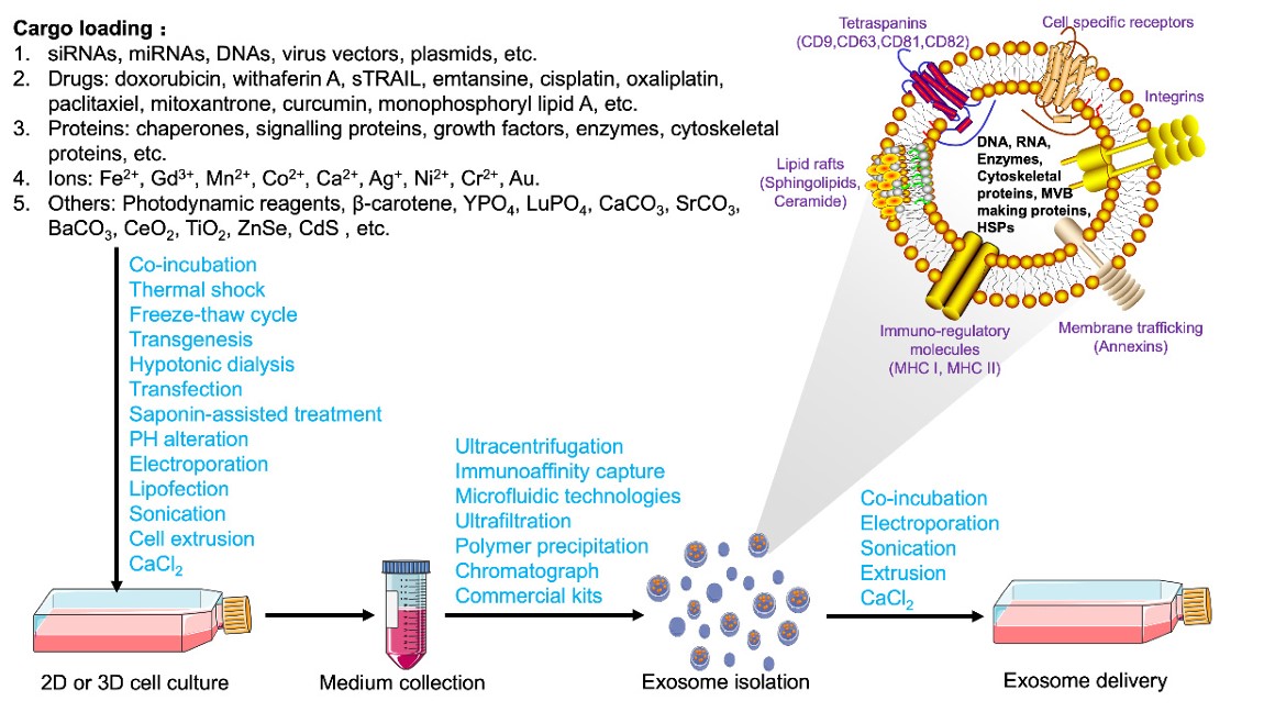 Fig. 2 Engineered exosome production. (Fan, Zhong & Yuchen, 2022)