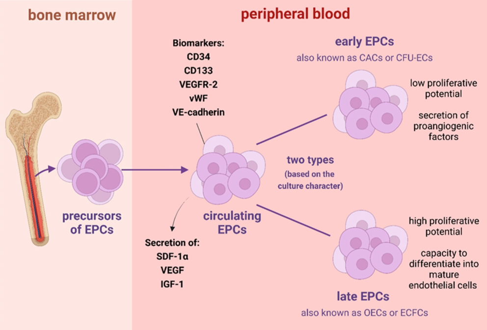 Fig. 1 Endothelial progenitor cell features. (Rudnicka-Drożak, et al., 2022)