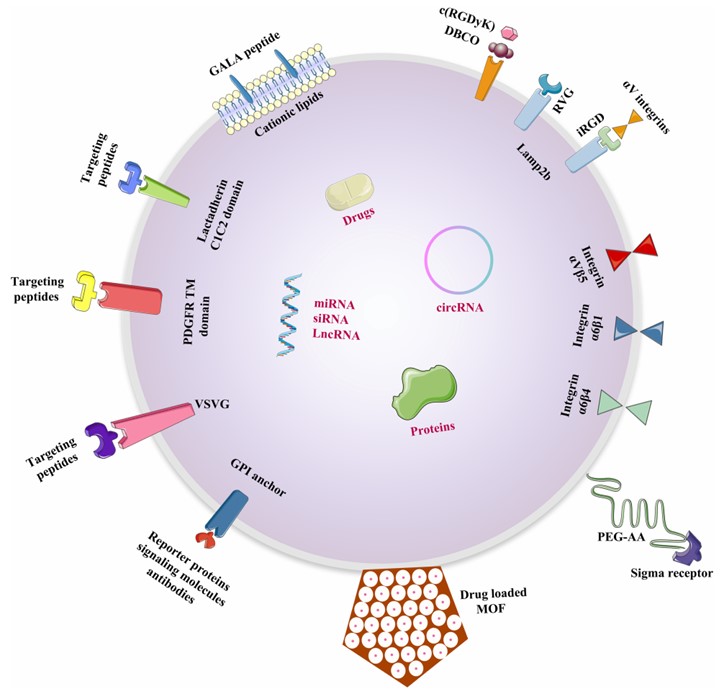 Fig. 2 Engineered exosomes for delivery of different cargoes. (Xu, et al., 2020)