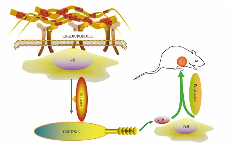 Tumor-targeting process of the iRGD peptide. (Zuo, et al., 2019)