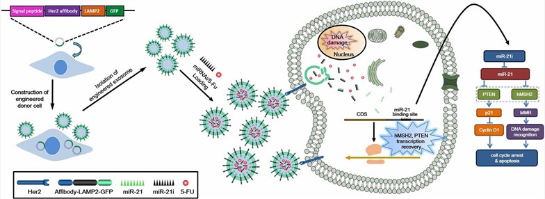 5-FU and miR-21i delivery to human colon cancer cells. (Liang, et al., 2020)