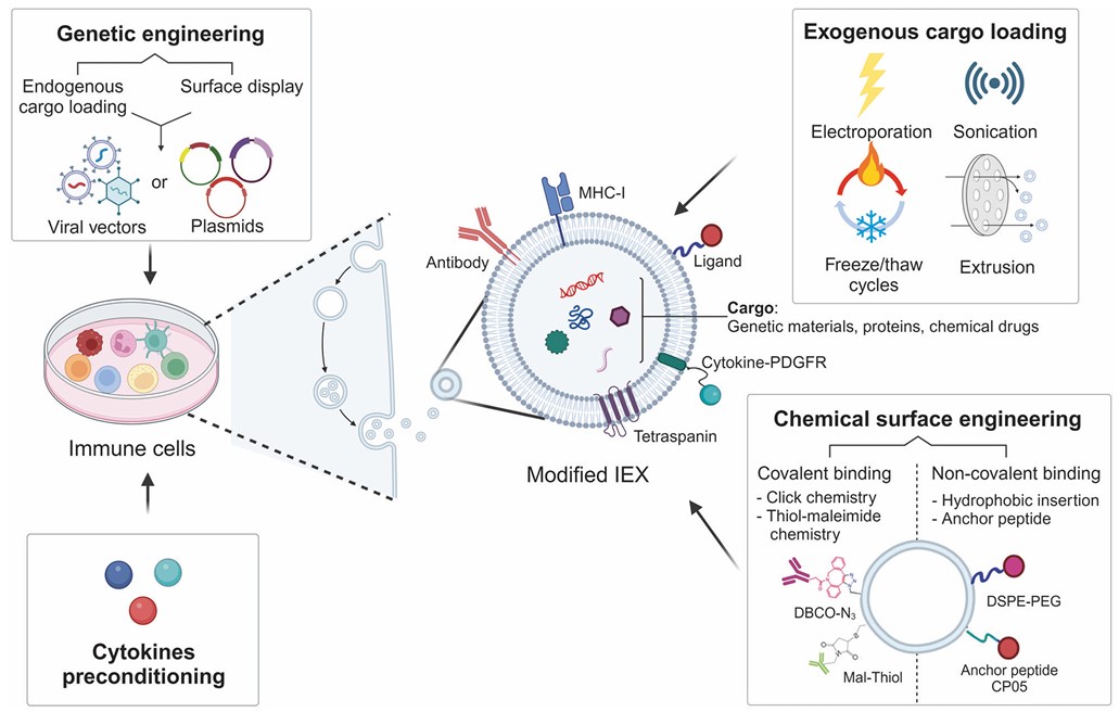 Fig. 1 Exosome modification techniques for immunotherapy. (Jung, et al., 2024)