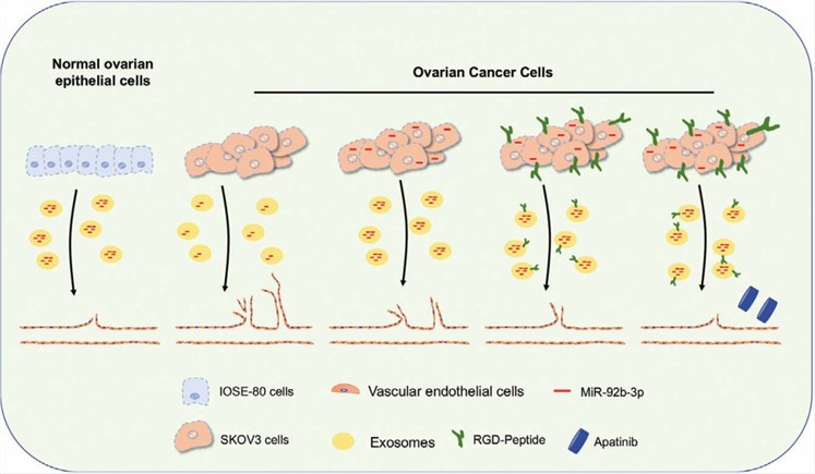 Fig. 2 Angiogenic in ovarian cancer is counteracted by modified exosomes. (Wang, et al., 2021)