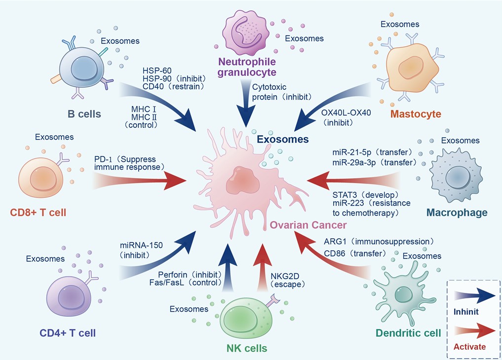 Fig. 1 Effects of exosomes in both directions on the ovarian tumor microenvironment. (Gong, et al., 2023)