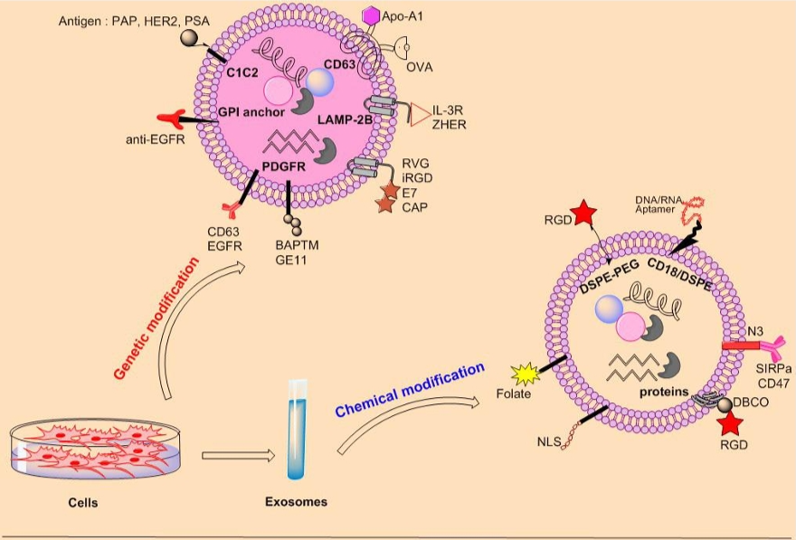 Fig. 2 Strategies for exosome functionalization. (Akbari, et al., 2022)