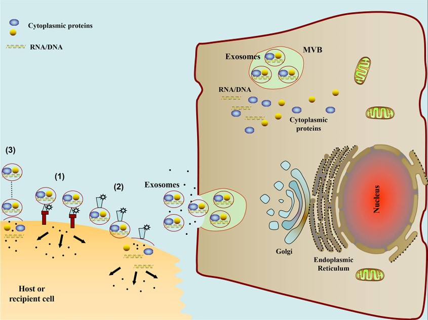 Fig.1 Exosome communication pathway. (Zhang, et al., 2019)