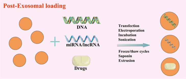 Fig. 2 Post-loading strategies to modify exosomes. (Xu, et al., 2020)