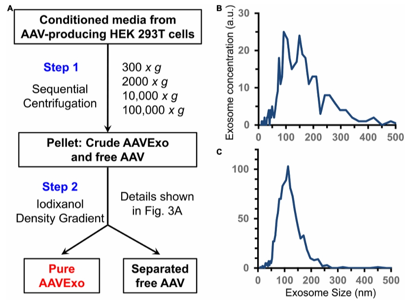 Fig. 1 Production of exo-AAV from AAV-transfected HEK 293T cells. (Liu, et al., 2021)