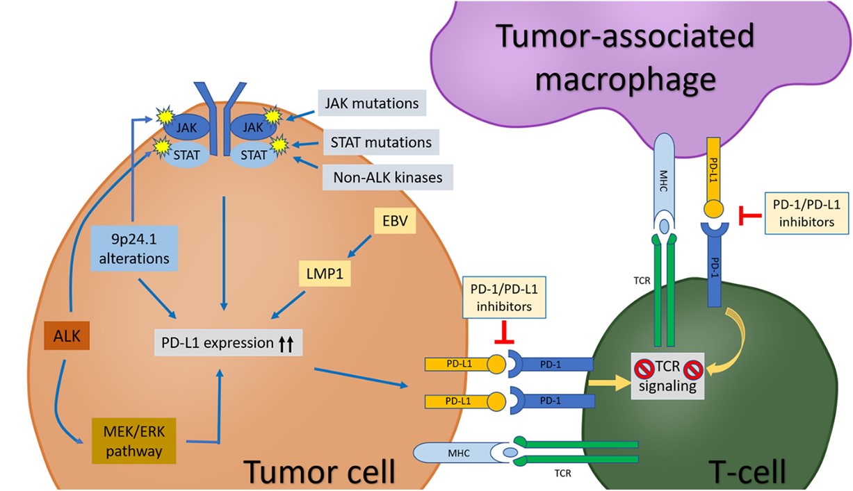 Fig. 1 The PD-1/PD-L1 pathway biological functions. (Xie, et al., 2022)