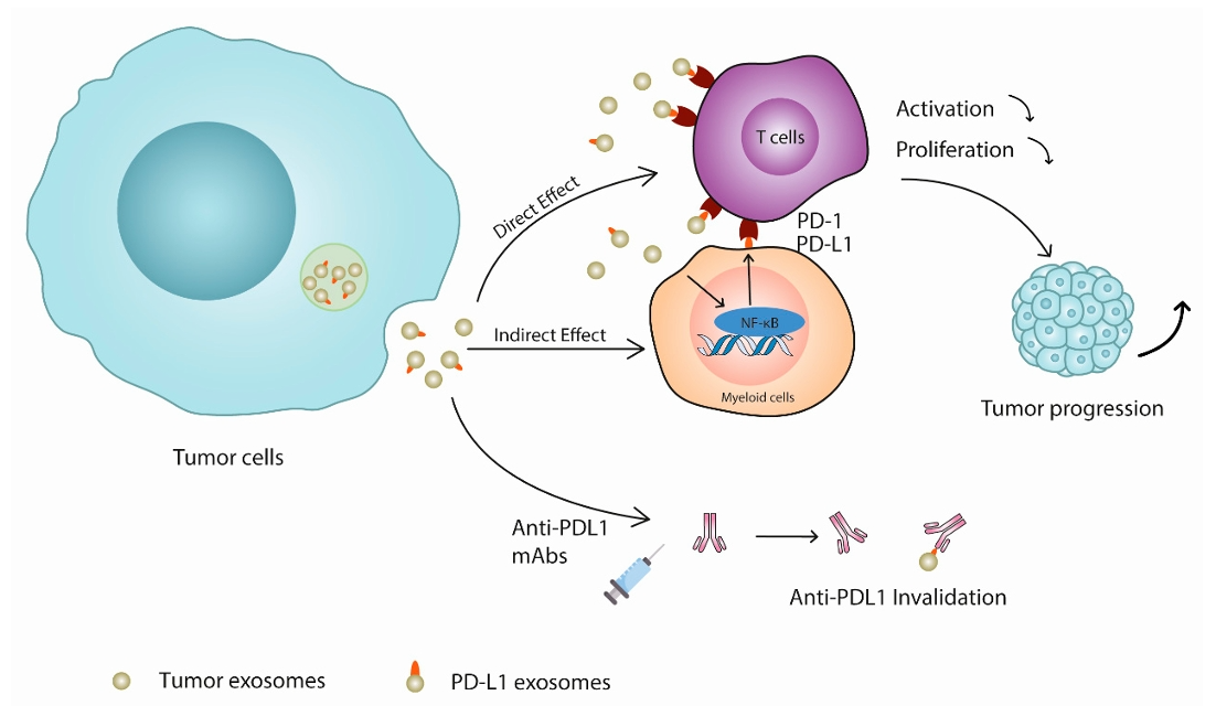 Fig. 2 PD-L1-expressed exosomes mediate tumor survival. (Ye, et al., 2021)