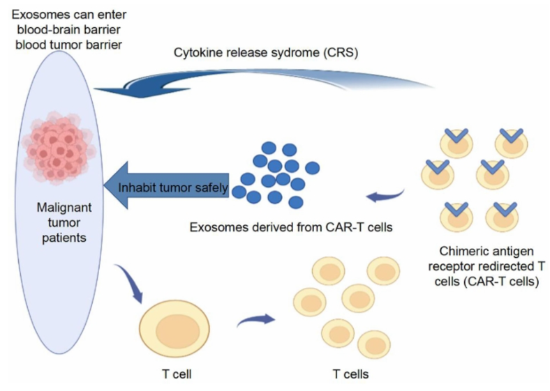 Fig. 1 CAR-T cell exosomes deliver antitumor potential. (Zhou, et al., 2023)