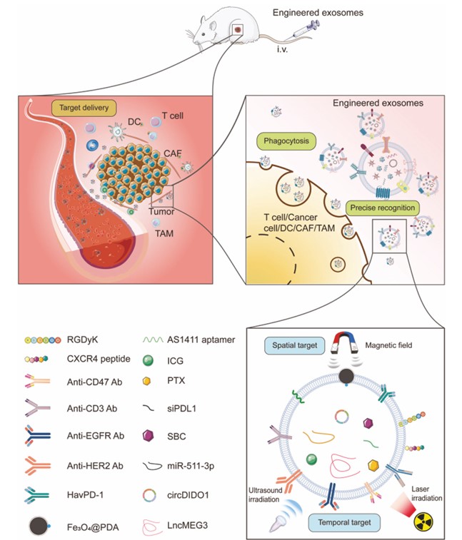 Fig. 1 Engineered exosomes with antitumor potential. (Zhang, et al., 2023)