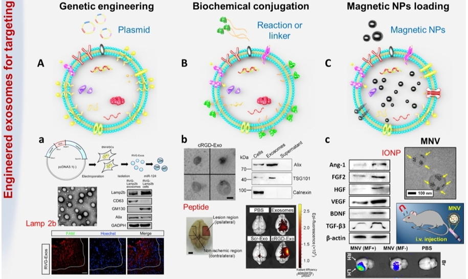 Fig. 1 Exosome modification strategies. (Xu, et al., 2021)