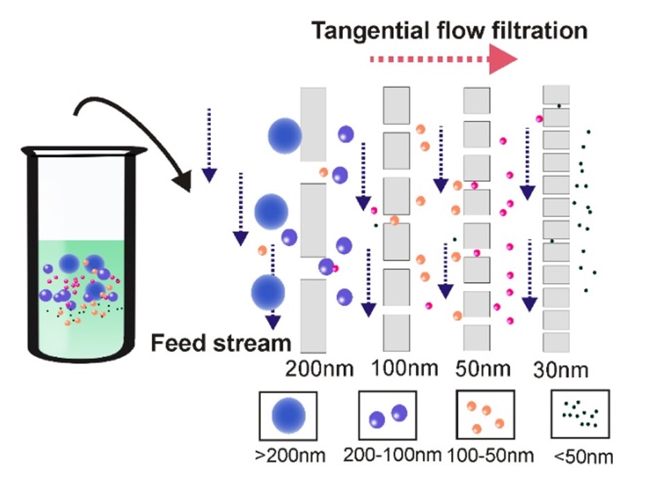 Fig. 1 Efficient ultrafiltration by tangential flow filtration. (Yang, et al., 2020)