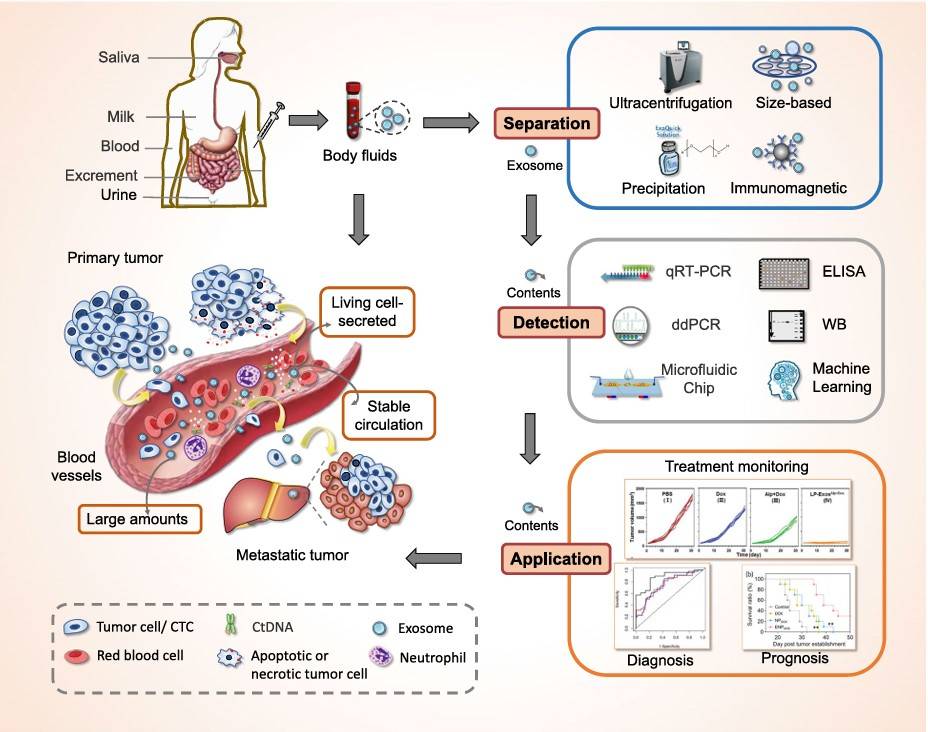 Fig.2 Liquid biopsy using exosomes. (Yu, et al., 2022)