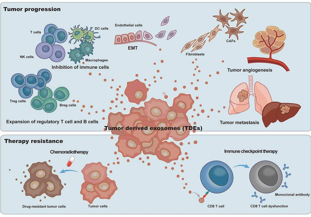 Fig.1 TDEs involved in tumor progression. (Li, et al., 2022)