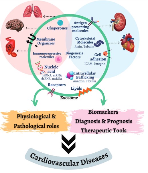 Fig.1 Exosomes involved in cardiovascular. (Neves, et al., 2023)