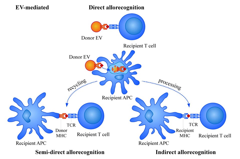 Fig.2 EVs in Allorecognition Mechanisms. (Monguió-Tortajada, Ricardo & Francesc E, 2014)