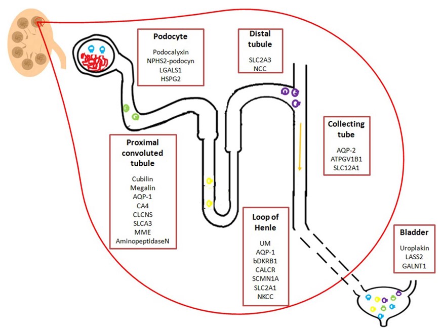 Fig. 1 Potential Urinary EV Biomarkers. (Gámez-Valero, et al., 2015)