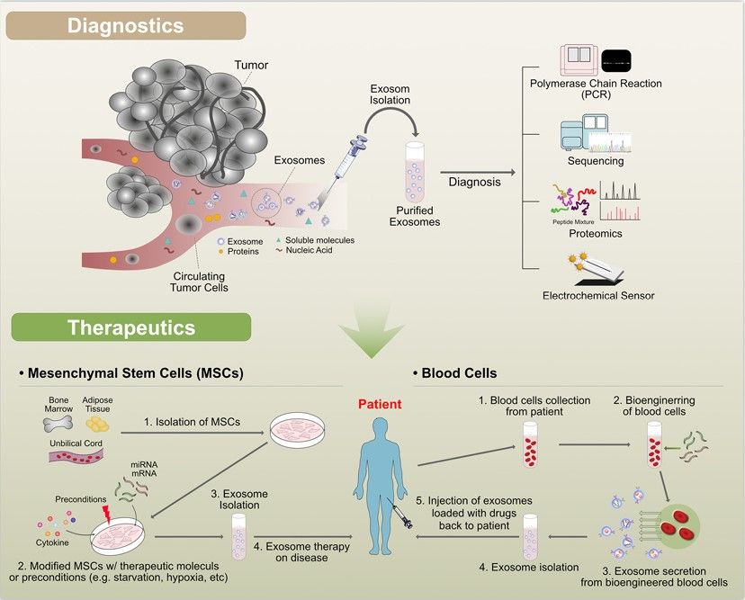 Fig.1 Exosomes: Diagnosis and Therapy. (Gurunathan, et al., 2019)