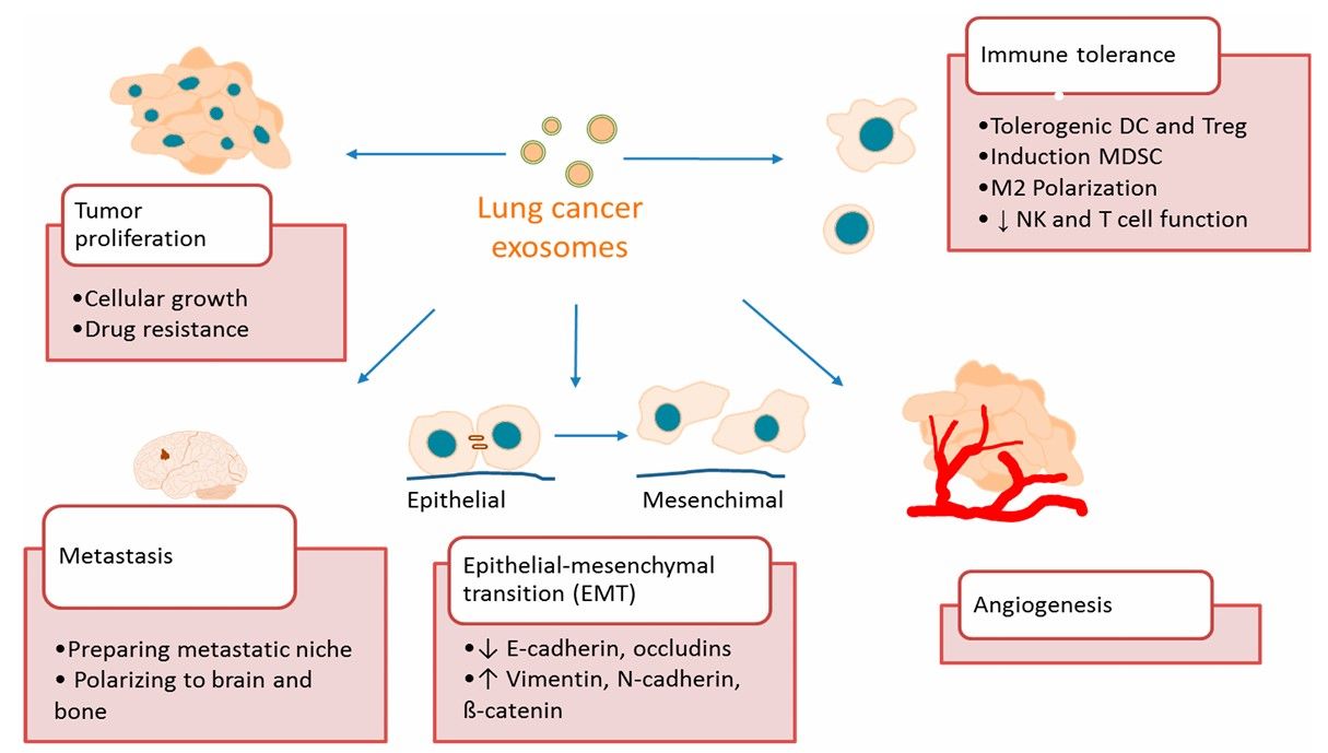 Fig.2 Exosomes involved in Lung Cancer. (Sandúa, Estibaliz & Álvaro, 2021)