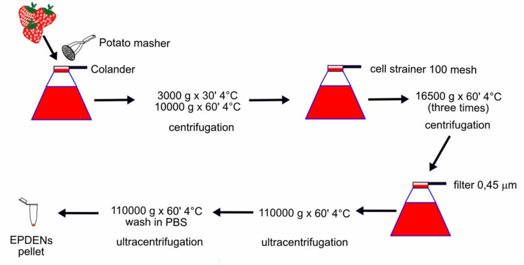 A workflow for isolating strawberry-derived exosomes. (Perut, et al., 2021)