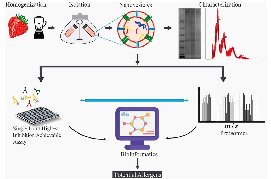 Schematic diagram of investigating potential allergenic proteins in strawberry-derived vesicles. (Stanly, et al., 2021)