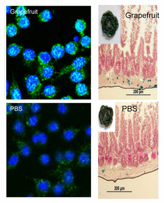 Grapefruit-derived exosomes promote Nrf2 nuclear translocation and Wnt signaling. (Wang, et al., 2014)