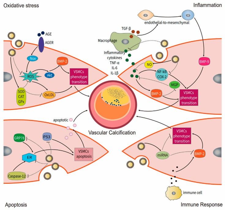 Potential of grape-derived exosomes to alleviate vascular calcification. (Teng, et al., 2022)