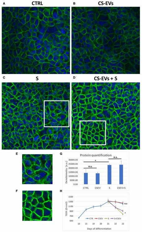 Orange exosomes affect OCLN localization and trans-epithelial resistance. (Bruno, et al., 2021)