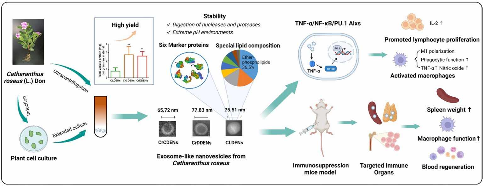 Isolation and analytical studies of CRDE. (Ou, et al., 2023)