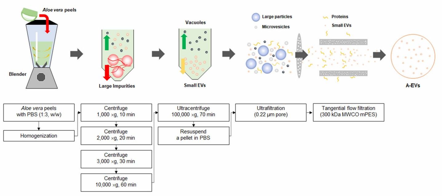 Isolation of Aloe vera-derived exosomes. (Kim, et al., 2021)