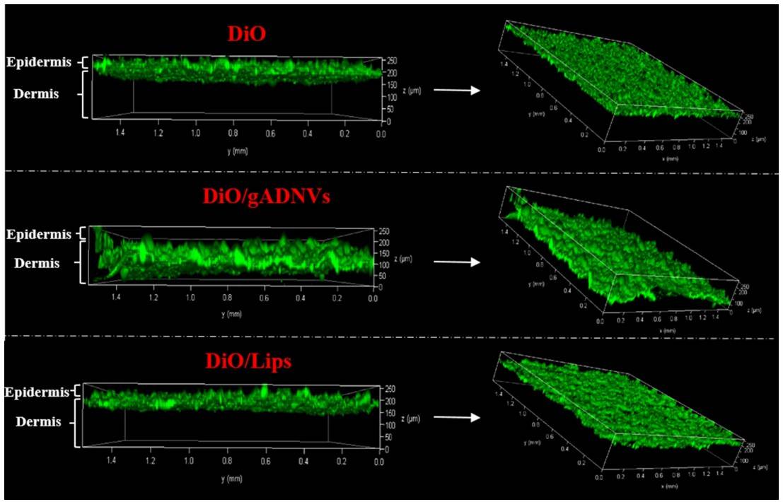 Aloe-derived exosomes excel in skin permeation. (Zeng, et al., 2021)