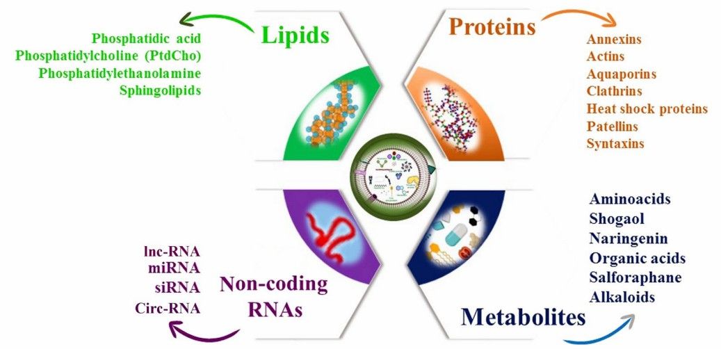 Biological composition of plant-derived exosomes. (Nemati, et al., 2022)