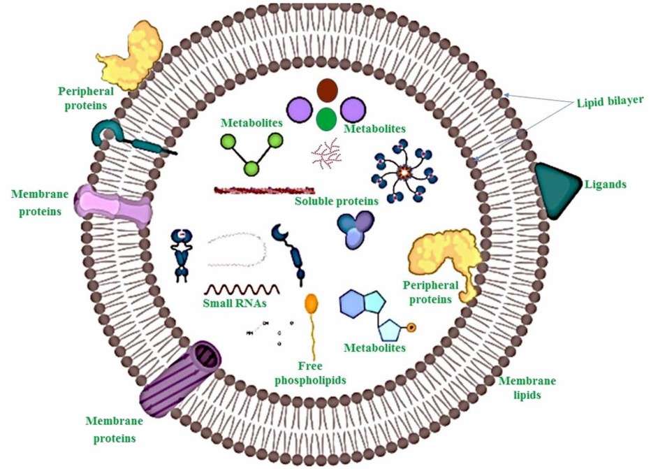 Structure of Plant-derived exosomes. (Nemati, et al., 2022)