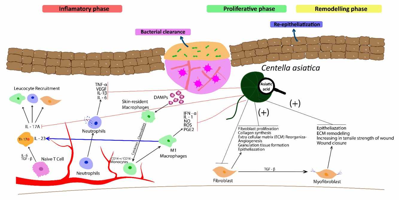 Efficacy of Centella asiatica and its biological components in wound healing. (Diniz, et al., 2023)