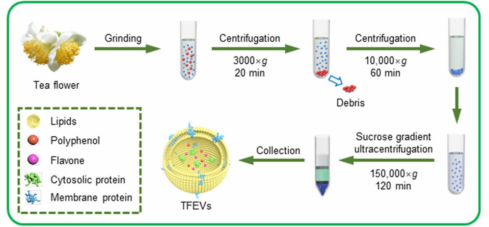 Isolation and purification of exosomes derived from tea flowers. (Chen, et al., 2022)