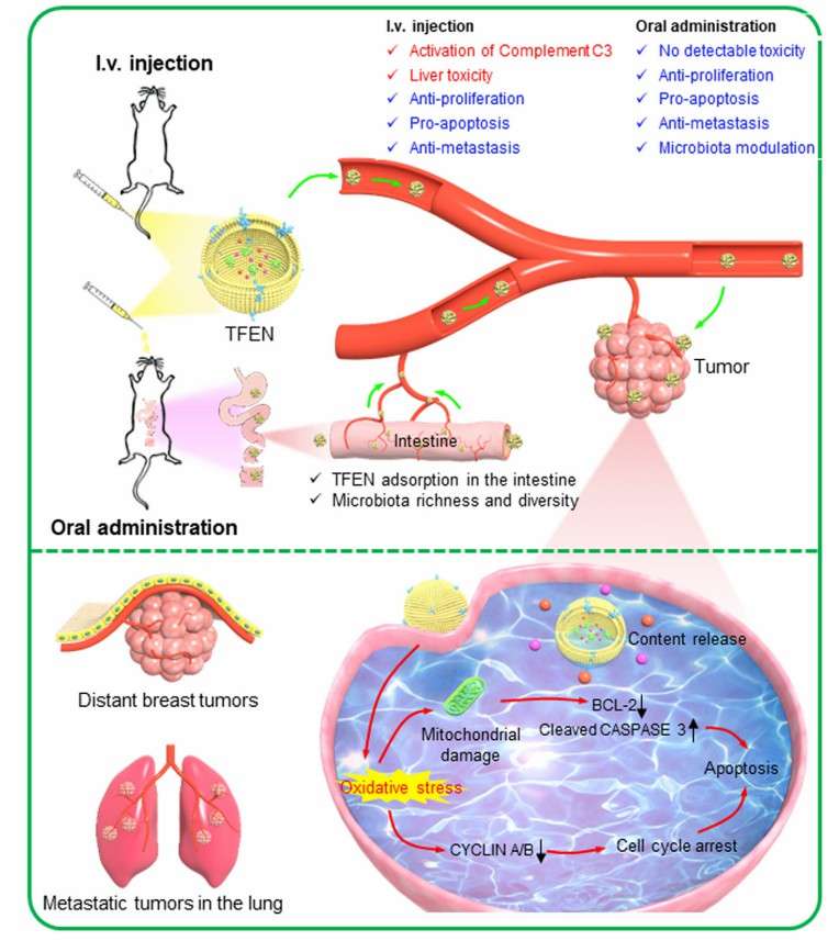 Potency of tea flower exosomes for administration and induction of apoptosis in cancer cells. (Chen, et al., 2022)