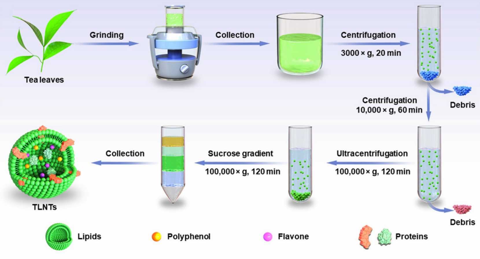 A production process for tea-derived exosomes. (Chen, et al., 2023)