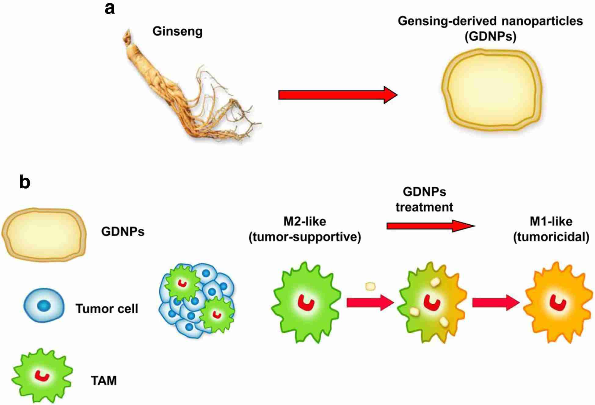 Ginseng-derived nanoparticles participate in macrophage polarization. (Cao, et al., 2019)