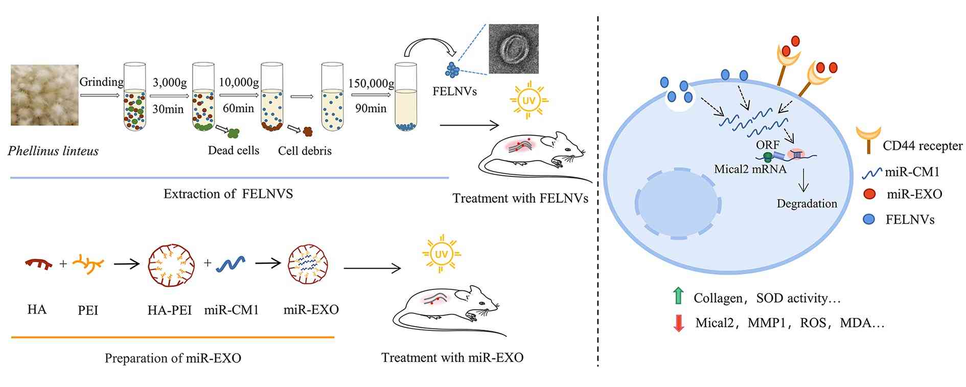 Phellinus linteus exosomes inhibit skin aging. (Han, et al., 2022)