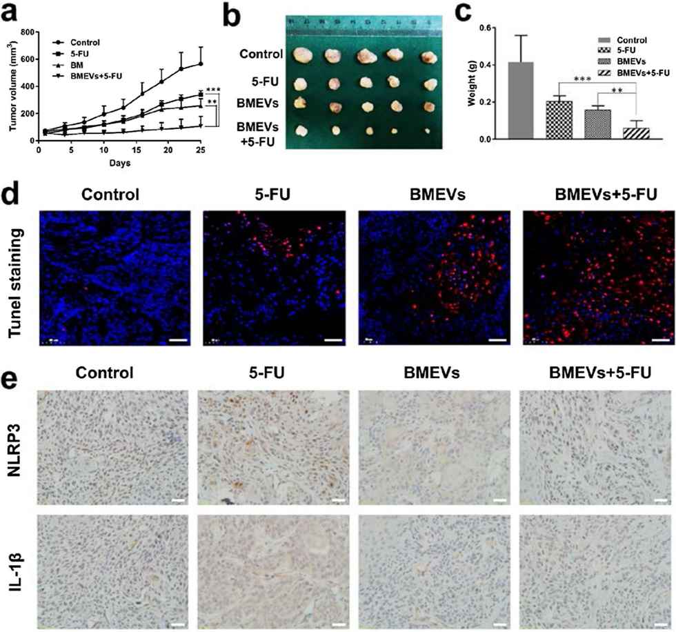 Bitter melon-derived exosomes enhance the cytotoxic effect of 5-FU. (Yang, et al., 2021)