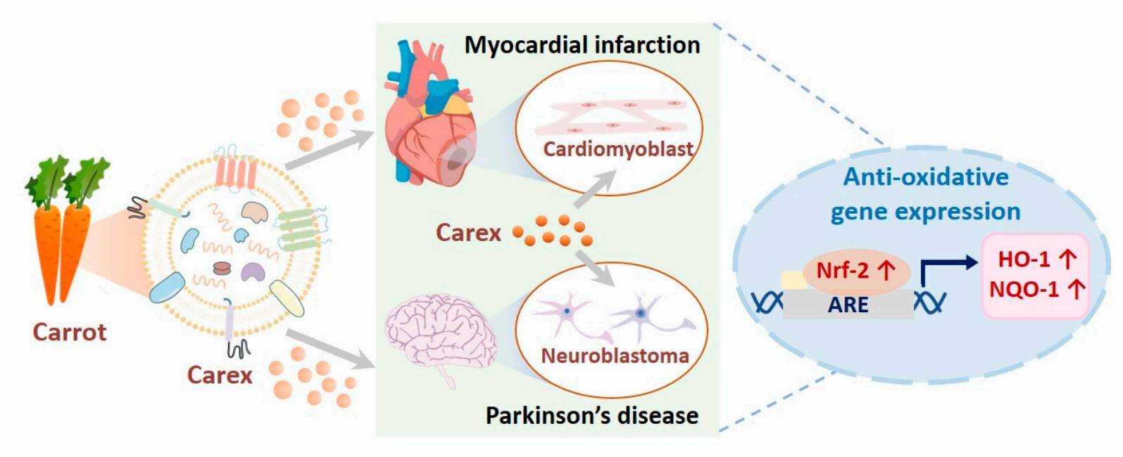 Carrot-derived exosomes exert antioxidant effects and their molecular mechanisms. (Kim, et al., 2021)