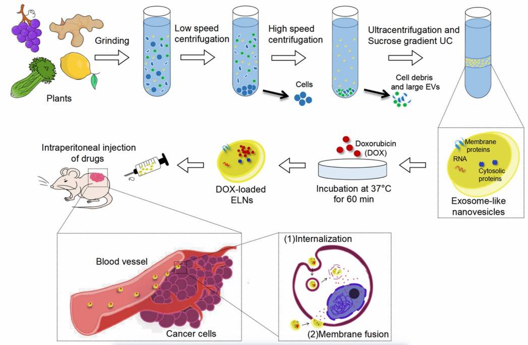 Celery-derived exosomes are isolated and used for drug delivery. (Lu, et al., 2023)