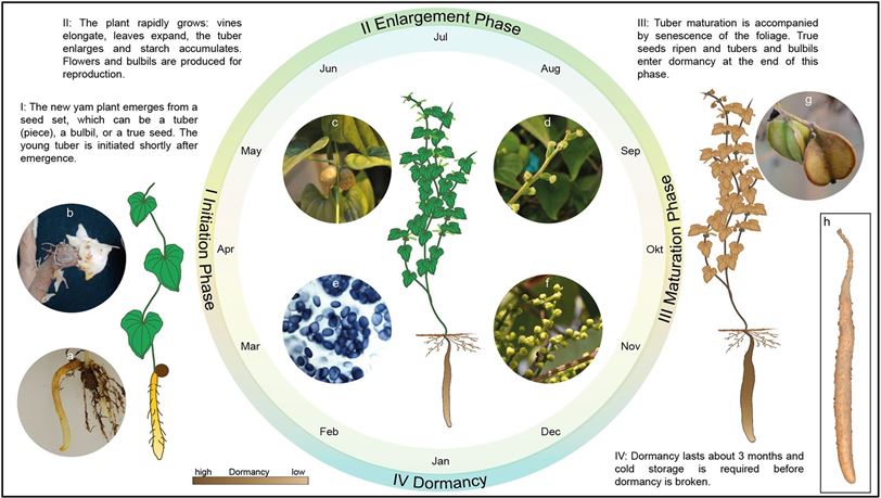 Growth of yam. (Epping & Laibach, 2020)