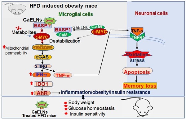 Garlic exosome-like nanoparticles reverse high-fat diet induced obesity. (Sundaram, et al., 2022)