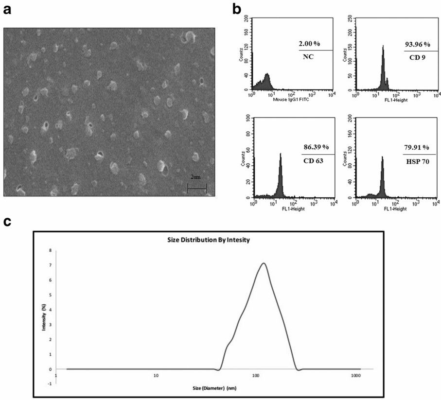 Characterization of wheat-derived exosomes. (Sahin, et al., 2019)