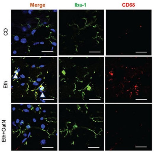 Oral administration of oat-derived exosomes inhibited ethanol-induced microglia activation in mouse brain. (Xu, et al., 2022)