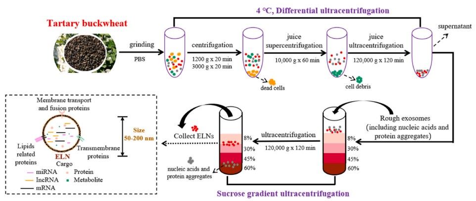 Isolation of exosomes from tartary buckwheat. (Li, et al., 2023)